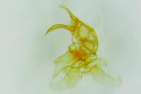 Pyroderces argyrogrammos