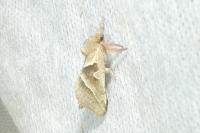 Triodia sylvina