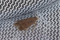 Anacampsis timidella