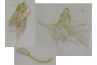 Anacampsis timidella