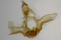 Eana canescana
