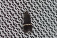Aproaerema cinctella