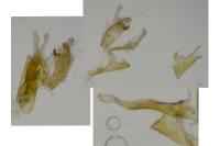 Aproaerema cinctella