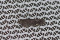 Aproaerema anthyllidella