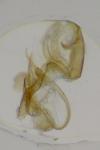 Aproaerema anthyllidella