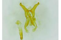 Oxyptilus laetus