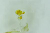 Oxyptilus laetus