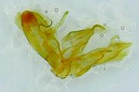 Emmelina monodactyla