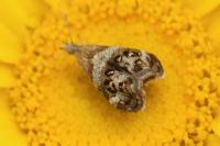 Tebenna micalis