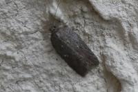 Acleris hastiana