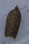 Acleris hastiana