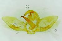 Cnaemidophorus rhododactylus