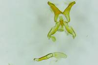 Oxyptilus laetus