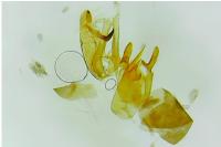 Aproaerema albifrontella