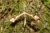 Platyptilia nemoralis