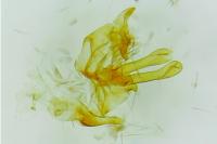 Aristotelia billii