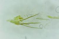 Monopis crocicapitella