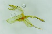 Monopis crocicapitella