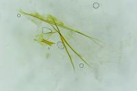 Monopis crocicapitella