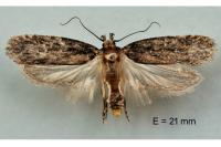 Depressaria radiosquamella
