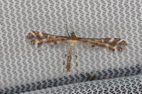 Procapperia maculatus