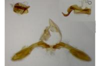Procapperia maculatus