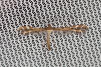 Procapperia maculatus