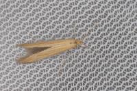 Coleophora ochrea