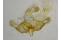 Coleophora ochrea