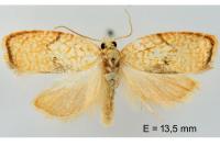Acleris forsskaleana