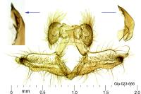 Acleris forsskaleana