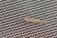 Coleophora vestianella