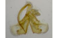 Coleophora vestianella