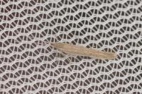 Coleophora vestianella