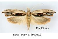 Ypsolopha scabrella