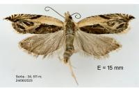 Ancylis apicella