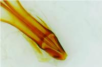 Nematopogon swammerdamella