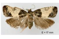 Spilonota ocellana