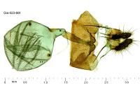 Spilonota ocellana