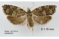 Cnephasia ecullyana