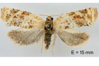 Argyrotaenia ljungiana