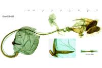 Archips rosana