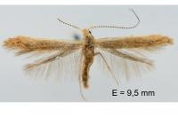 Coleophora trigeminella