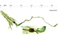 Coleophora trigeminella