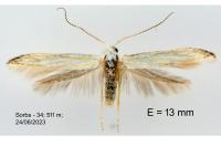 Coleophora curictae