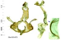 Coleophora curictae