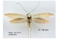 Coleophora paucinotella