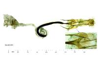 Coleophora paucinotella