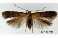Stomopteryx remissella