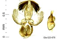 Stomopteryx remissella